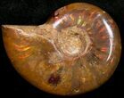 Flashy Red Iridescent Ammonite - Wide #10365-1